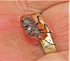 Laccoptera