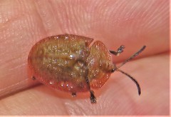 Laccoptera