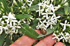 Laccoptera