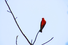 Pyrocephalus rubinus