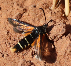 Euhagena nebraskae