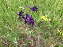 Delphinium variegatum