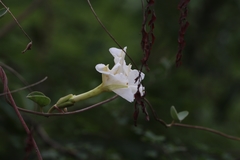 Rivea hypocrateriformis