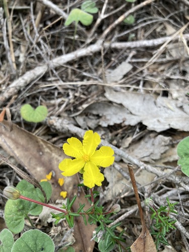 Hibbertia pedunculata, photograph 6
