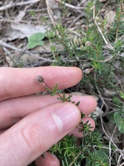 Hibbertia pedunculata