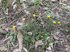 Hibbertia pedunculata