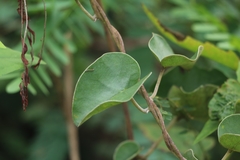 Rivea hypocrateriformis