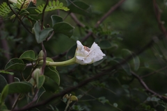 Rivea hypocrateriformis