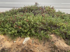 Arctostaphylos hookeri