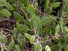Arctostaphylos hookeri