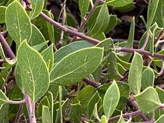 Arctostaphylos hookeri