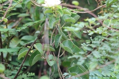 Rivea hypocrateriformis