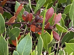 Arctostaphylos hookeri