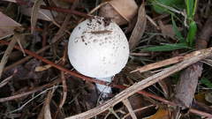 Macrolepiota dolichaula
