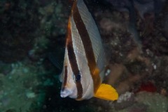 Chaetodon marleyi
