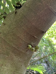 Ficus variegata garciae