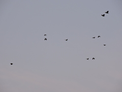 Amazona autumnalis