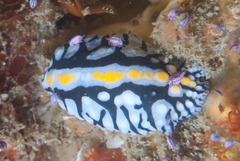 Phyllidia marindica