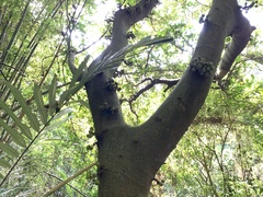 Ficus variegata garciae