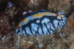 Phyllidia marindica