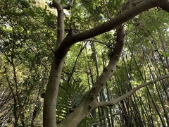 Ficus variegata garciae