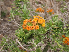 Heliotropium linariifolium