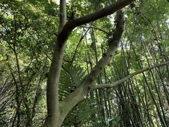 Ficus variegata garciae