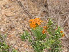 Heliotropium linariifolium
