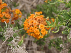 Heliotropium linariifolium