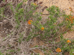 Heliotropium linariifolium