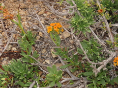 Heliotropium linariifolium