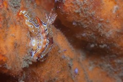 Hypselodoris regina