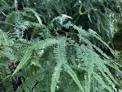 Sticherus owhyhensis