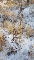 Artemisia mongolica