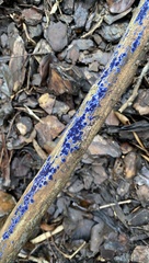 Terana