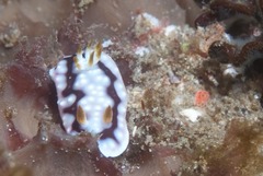 Goniobranchus geometricus