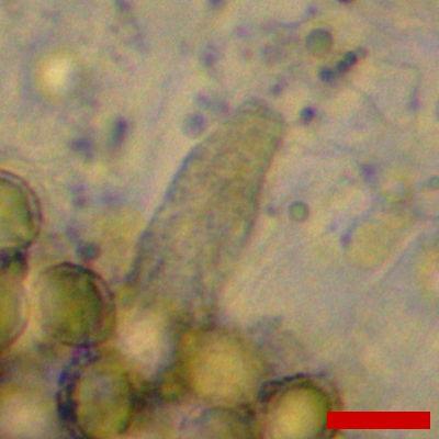 Zelleromyces Singer & A.H.Sm., 1960