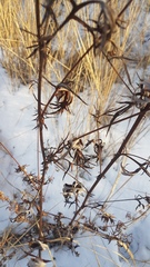 Artemisia mongolica