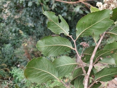 Homalium