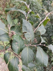 Homalium