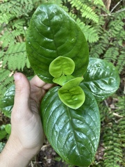 Kadua