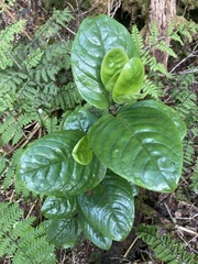 Kadua