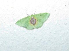 Nemoria astraea