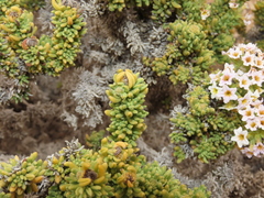 Heliotropium pycnophyllum