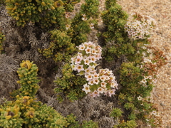 Heliotropium pycnophyllum