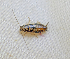 Aglaopteryx gemma