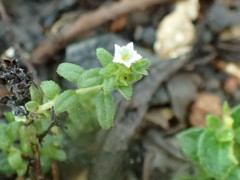 Heliotropium formosanum
