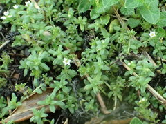 Heliotropium formosanum