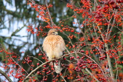 Buteo lineatus lineatus
