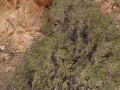 Heliotropium pycnophyllum